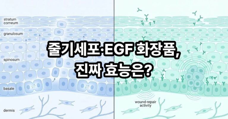 줄기세포 성분과 EGF 성분의 피부 작용 원리 차이를 비교한 썸네일 이미지